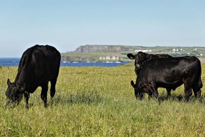 Three black-coloured cows graze in a field with the sea visible behind them in the distance.