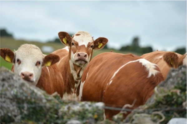 brown cows looking over a wall