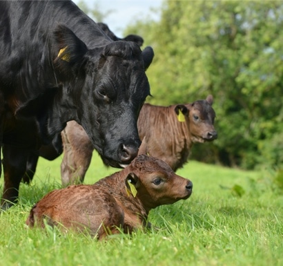 Mother Cow with Her Two Baby Calves