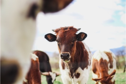 Brown and White Spotted Cow Standing