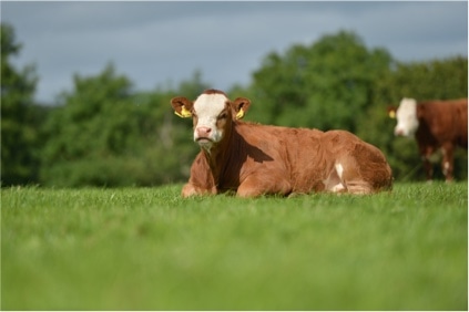 Brown Cow Sitting Down in the Middle of a Field