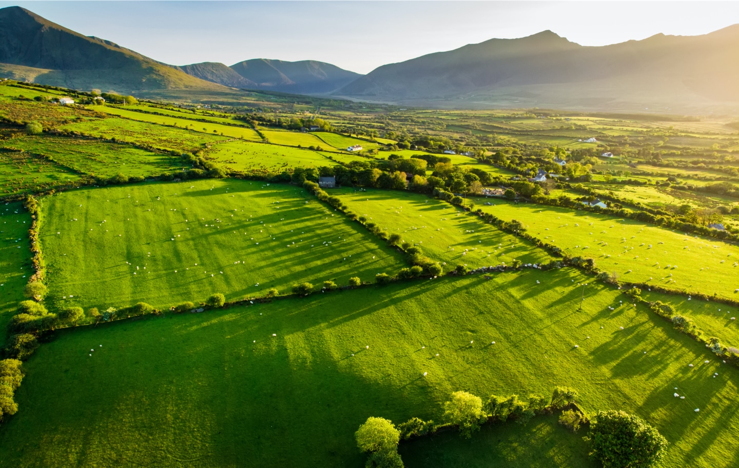 Green fields