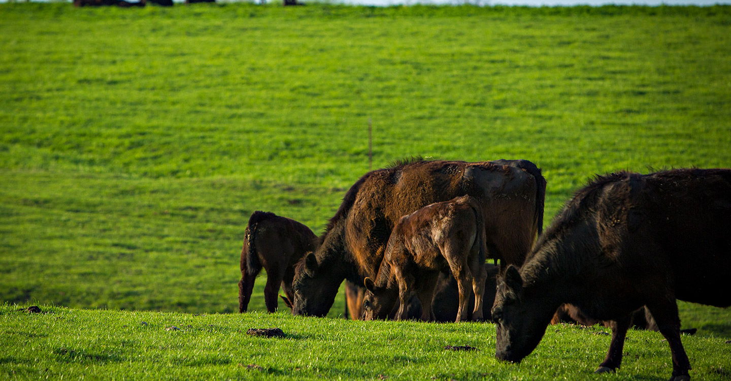 Beef cows grazing