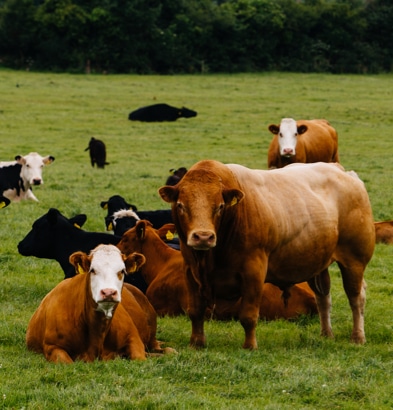 Beef Cuts – Beef Cattle Types Explained