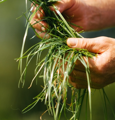 farmer holding grass