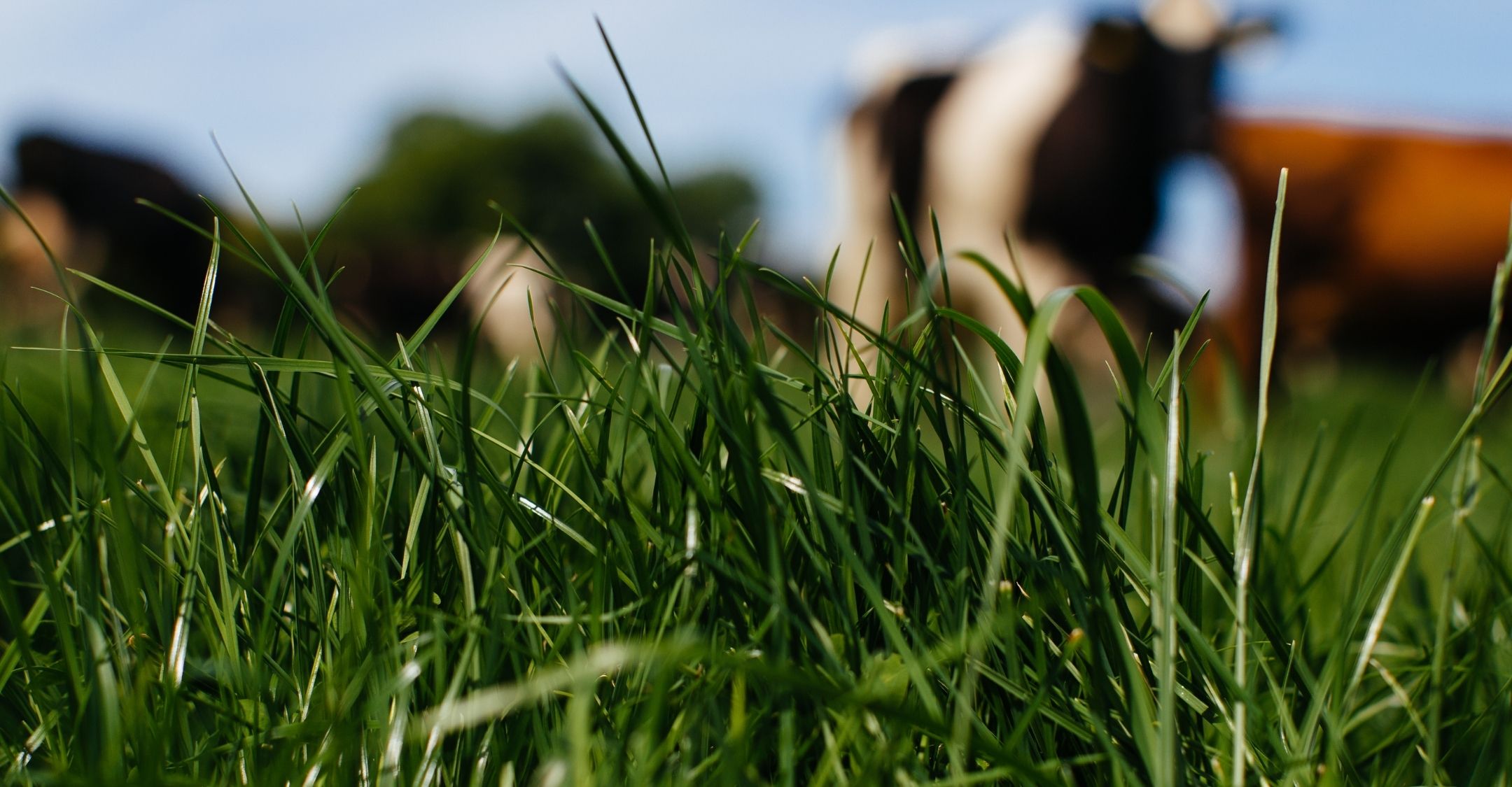 Up close grass image