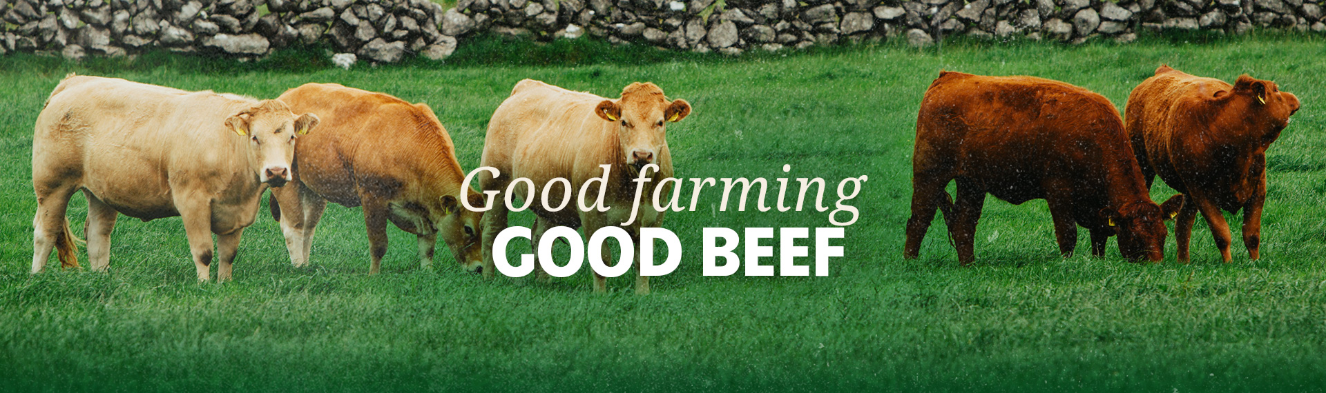 Banner image: Good farming, good beef