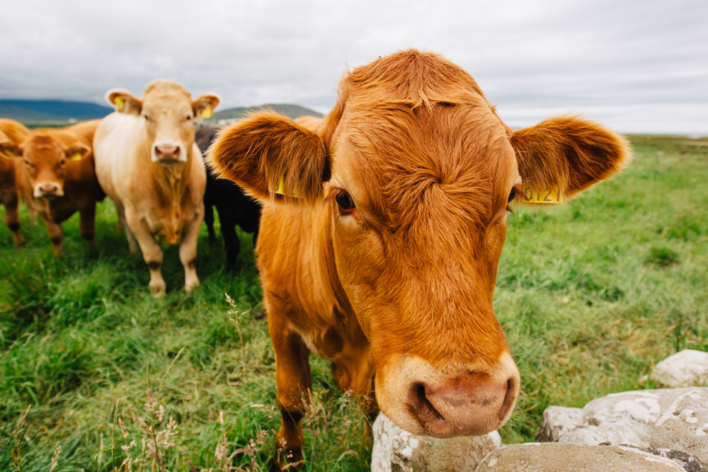 An inquisitive brown cow