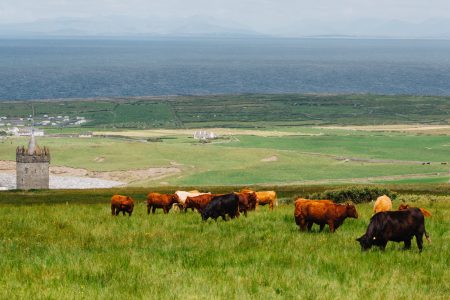 Cows grazing in a field