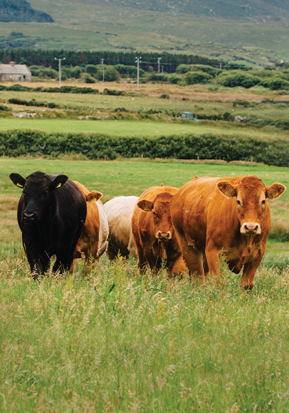 Cows approaching in a field