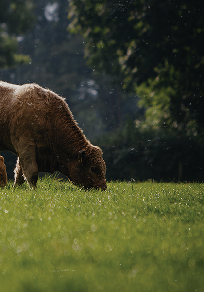 a cow grazing in a field