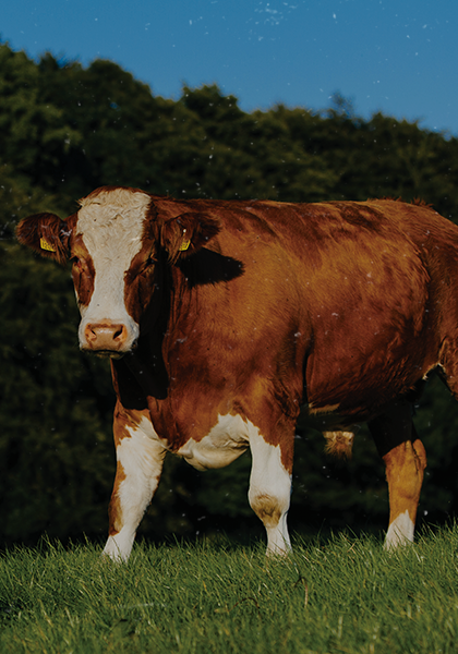 Large brown and white cow looking forward