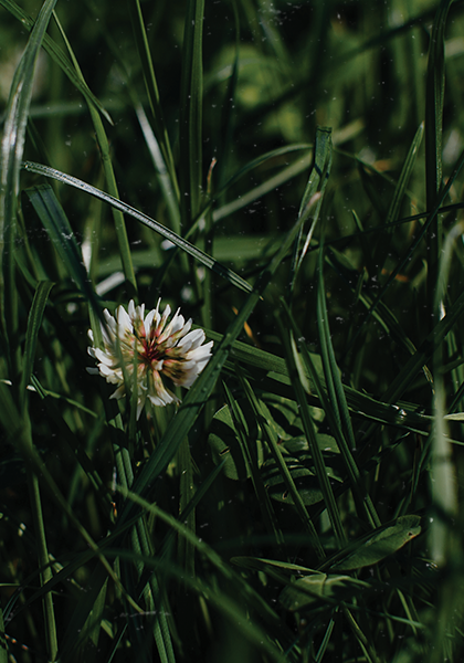 up close shot of white clover