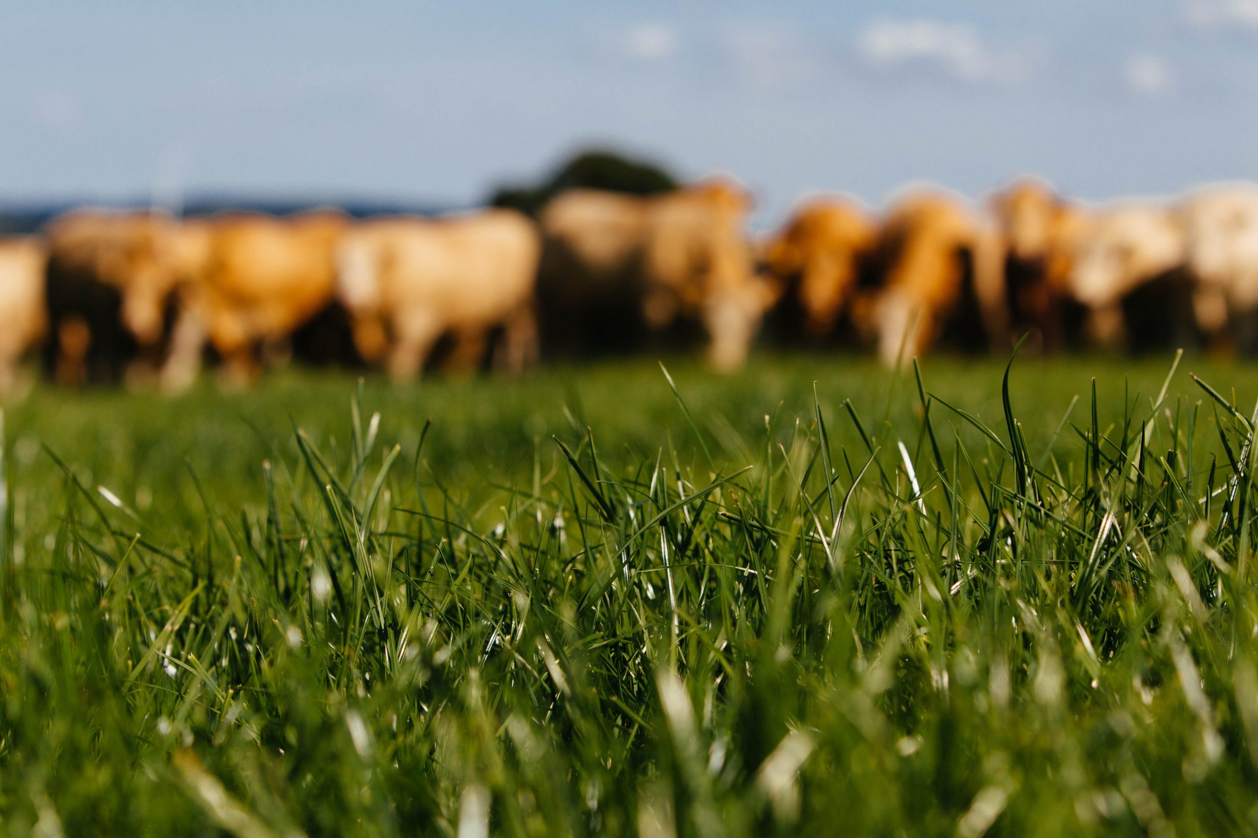 Out of focus photo of cows grazing in a field